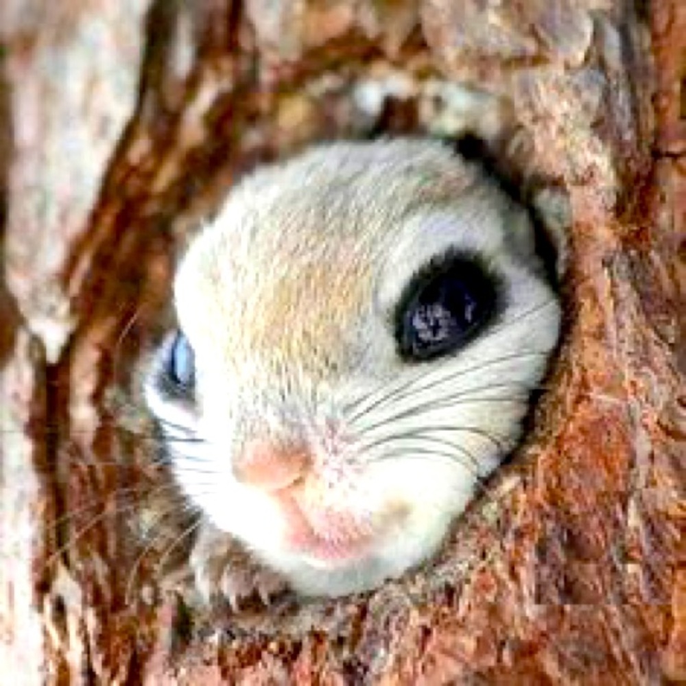 Meet Your Posher: Flying Squirrel Emporium; Chief Squirrel, Proprietor